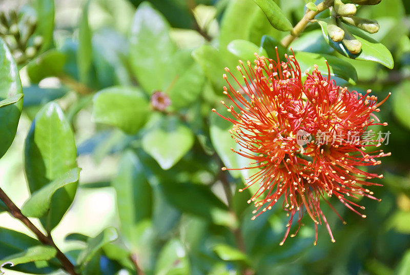 南方文Rātā(Metrosideros umbellata)